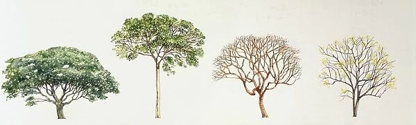 Saman Pithecelloblum saman, Jatoba Hymenaea courbaril, Gumbo-limbo Bursera simaruba and West Indian Elm Guazuma ulmifolia, illustration