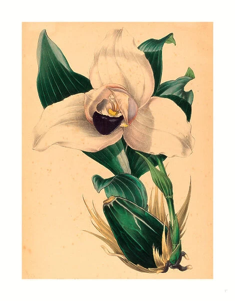 Samuel Holden, Lycaste Skinneri, British, Active 1845  /  1847, Colored Lithograph