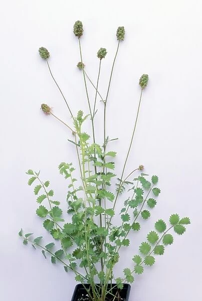 Sanguisorba minor (Salad burnet) in plant pot