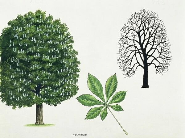 Sapindaceae - Horse chestnut Aesculus hippocastanum, illustration