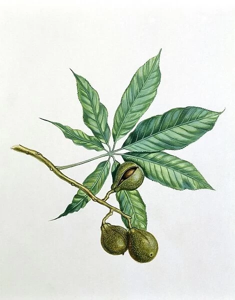 Sapindaceae Leaves and fruits of Horse chestnut Aesculus hippocastanum, illustration
