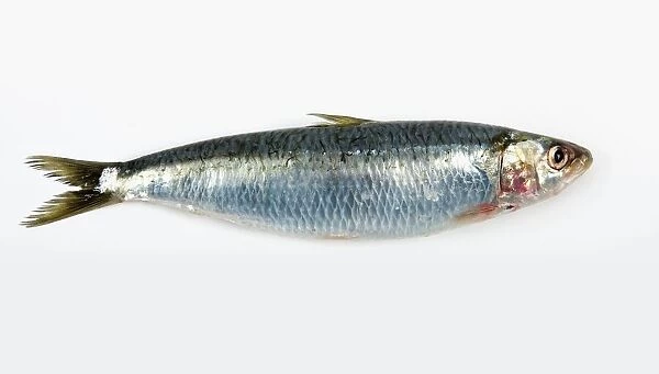 Sardine (Sardina pilchardus)