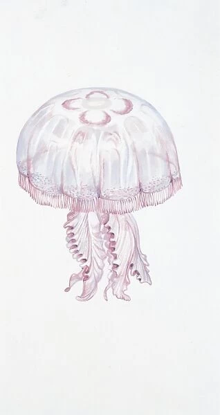 Saucer jelly (Aurelia aurita), illustration