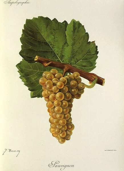 Sauvignon grape, illustration by J. Troncy