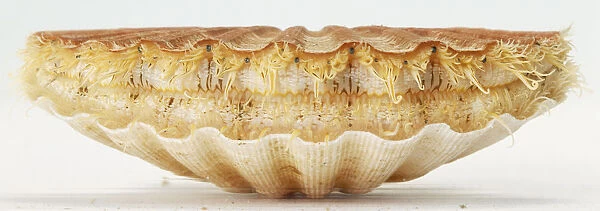 Scallop (Pectinidae), side view showing tentacles