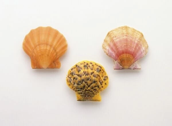 Three scallop shells
