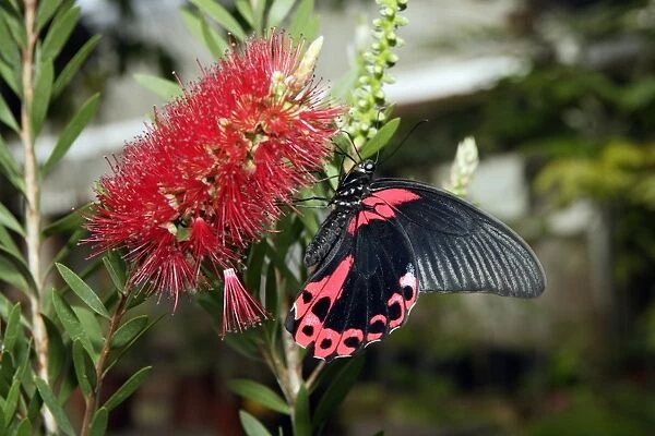 Scarlet mormon (Papilio rumanzovia) butterfly on bottlebrush plant