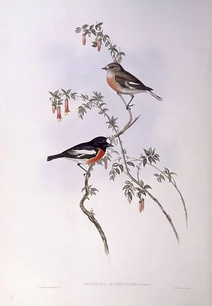 Scarlet robin (Petroica multicolor), Engraving by John Gould
