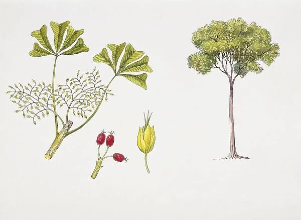 Schefflera longipedicellata plant with flower, leaf and berry, illustration