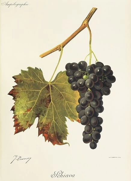 Schiava grape, illustration by J. Troncy