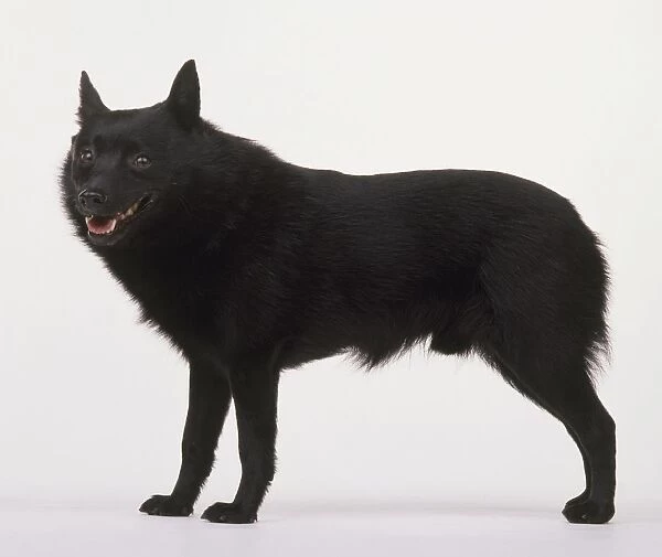 Schipperke dog, standing, side view