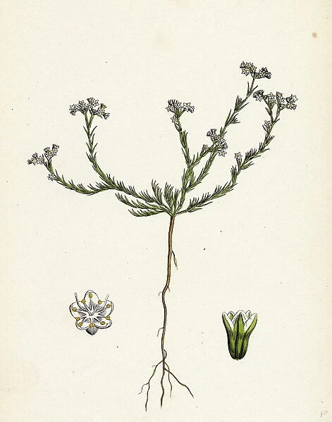 Scleranthus perennis; Perennial Knawel