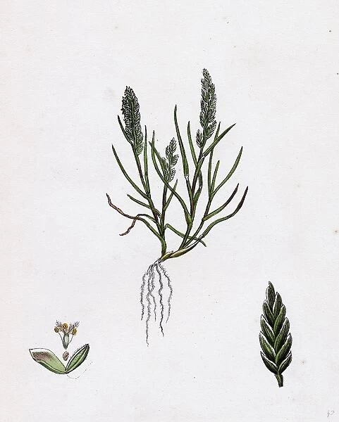 Sclerochloa loliacea, Dwarf Meadow-grass