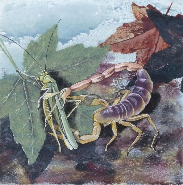 Scorpion (Scorpiones), illustration