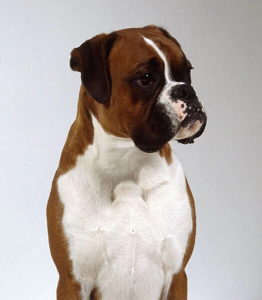 A scowling brown boxer with a muscular white chest, head and neck only