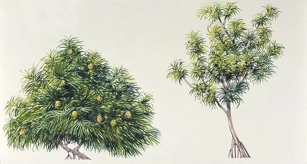 Screw Pine Pandanus odoratissimus and Hala tree Pandanus tectorius, illustration