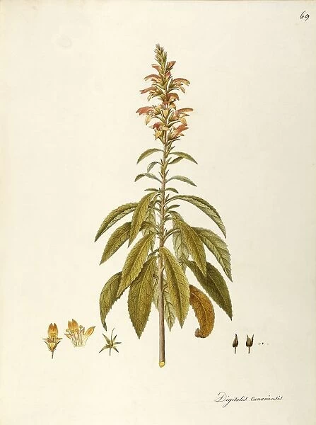Scrophulariaceae, Canary Island Foxglove (Isoplexis canariensis), Temperate greenhouse suffruticose plant with persistent leaves, native to Canary Islands, by Angela Rossi Bottione, watercolor, 1806-1812