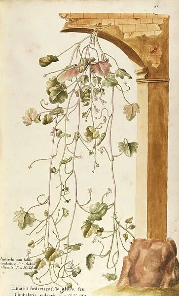 Scrophulariaceae, Ivy-leaved Toadflax or Kenilworth Ivy (Cymbalaria muralis Gaertn), Herbaceous perennial plant for rocky gardens, spontaneous in Italy, by Francesco Peyrolery, watercolor, 1754