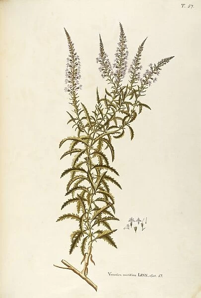 Scrophulariaceae, Speedwell (Veronica longifolia subsessilis), Herbaceous perennial plant for flower beds spontaneous in Italy, by Giovanni Antonio Bottione, watercolor, 1770-1781