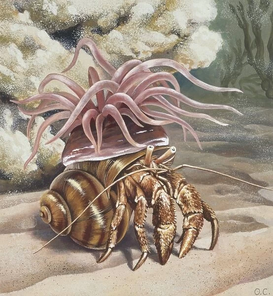 Sea anemone on crab, illustration