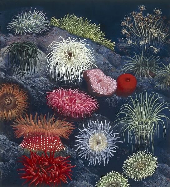 Sea anemone, illustration