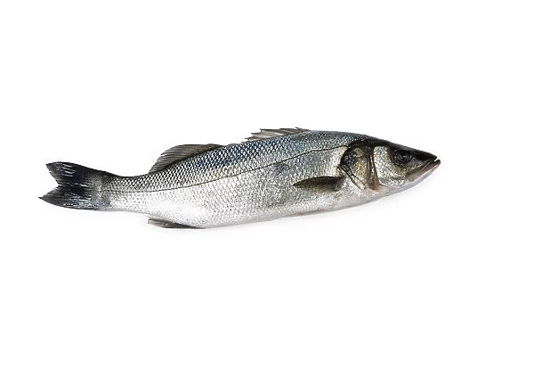Sea Bass on white background, close-up