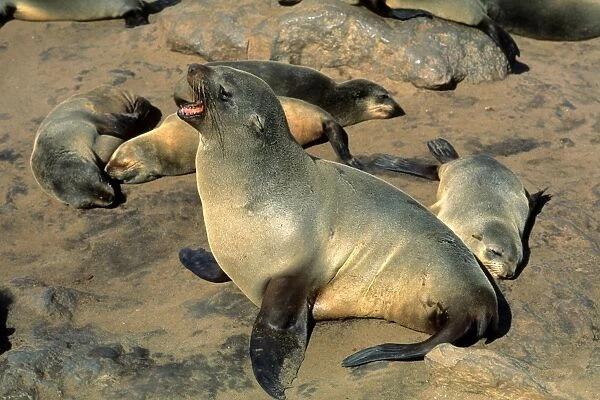 Sea Lions. Namibia. Africa