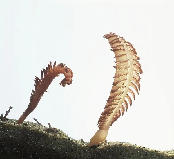 Sea pens, showing quill-like growth