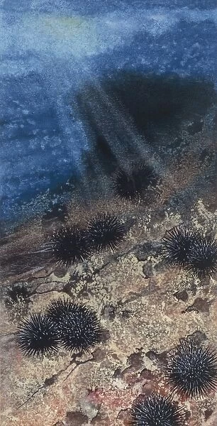 Sea urchins and sand dollars, illustration