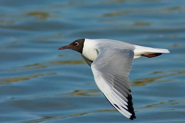 Seagull. Larus Ridibundus