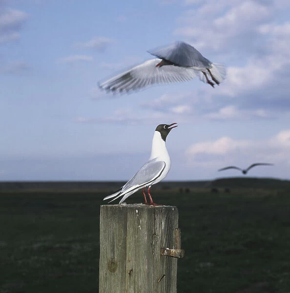 Seagull perched on wooden post in field, two other seagulls flying low in close proximity, side view
