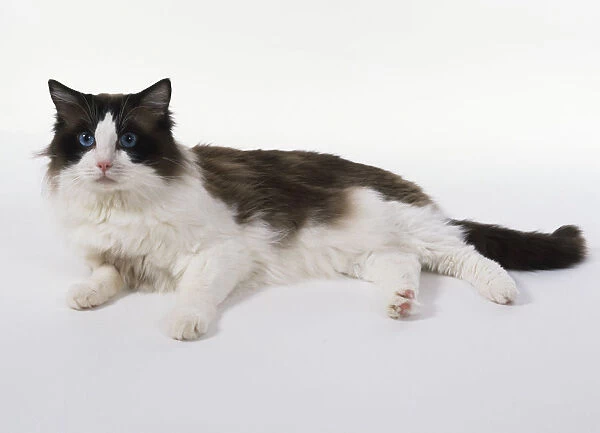 Seal Bi-Colour Ragdoll cat with inverted white V on face and long, tapering tail, lying down