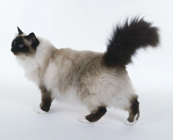 Seal Point Birman cat walking with ears tipped slightly forward and upraised bushy tail