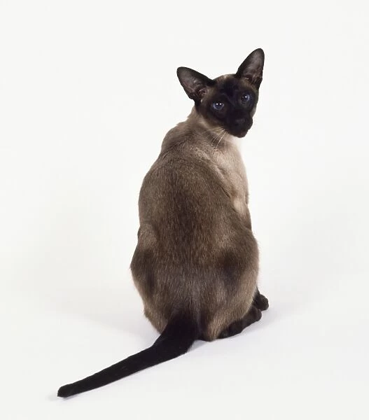 Seal Point Siamese cat with darker colouration on back, sitting, looking over its shoulder