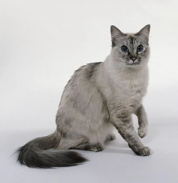 Seal Tortie Tabby Point Balinese Cat, looking at camera