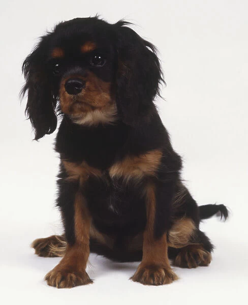 Seated black and tan King Charles Spaniel puppy (Canis familiaris), front view