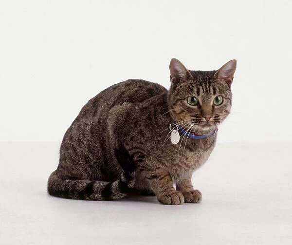 Seated brown tabby cat wearing collar and name-tag