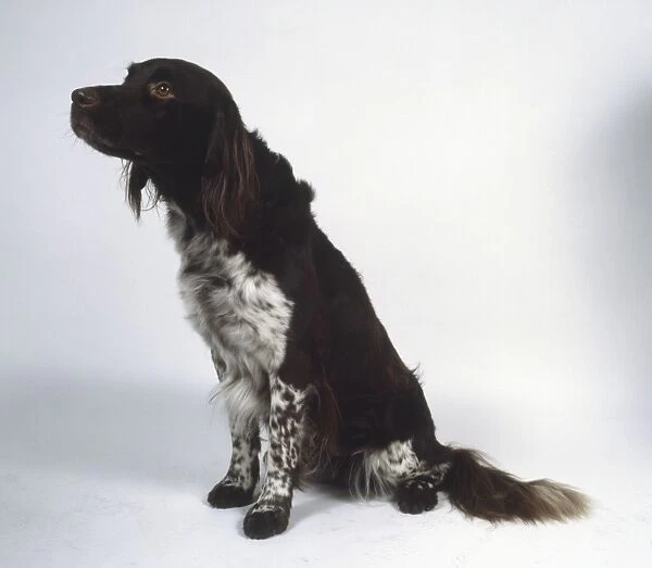 A seated long-haired black and white Munsterlander with feathered spotted forelegs, sitting, smelling the air