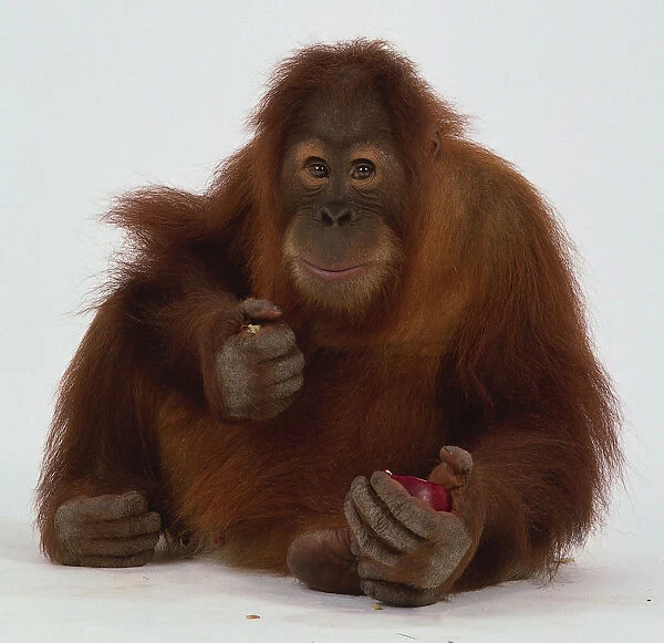 Seated Orangutan eating Fruit