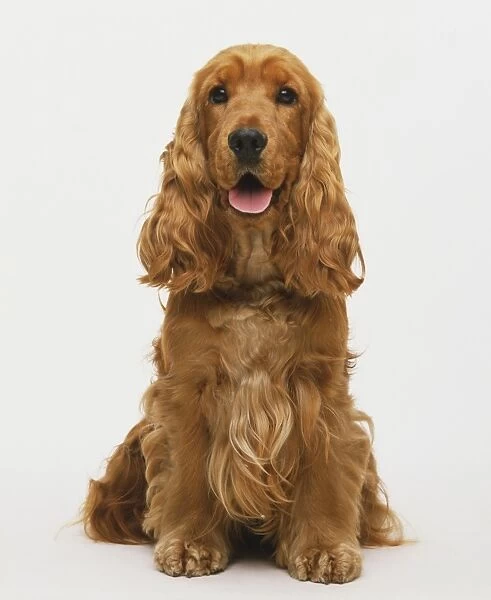 Seated rusty red Cocker Spaniel (Canis lupus familiaris) panting, front view