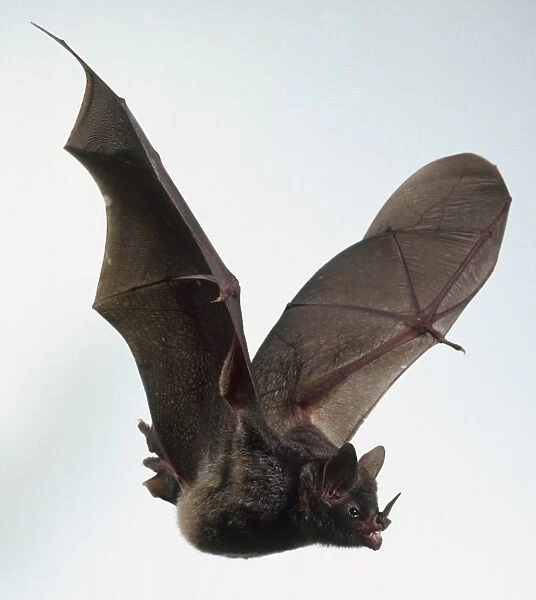 Sebas Short-tailed Bat (Carollia perspicillata) in flight, side view