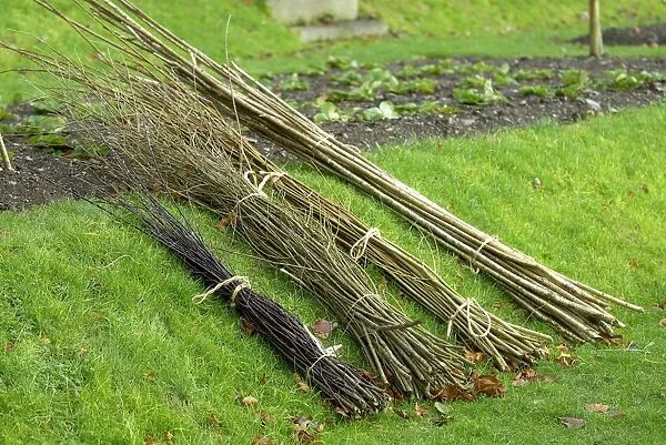 Selection of hazel rods and willow