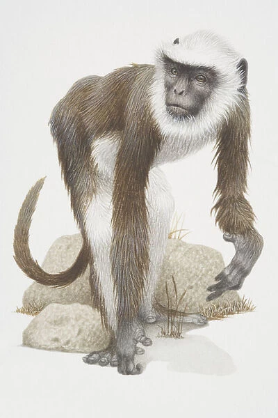 Semnopithecus entellus, Hanuman Langur, a grey monkey with a white beard