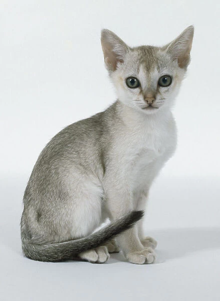 Sepia Agouti Singapura kitten with dark blackish brown tip on tail, sitting