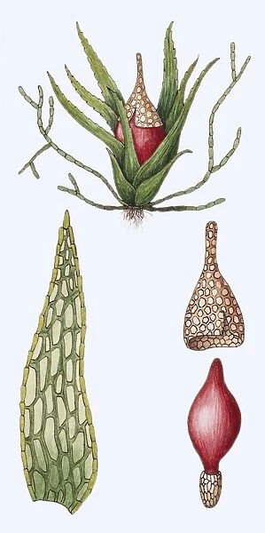 serrate ephemerum moss (Ephemerum serratum), illustration
