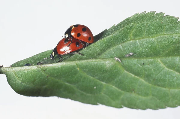 Two Seven-spotted Ladybirds (Coccinella septempunctata) mating on a nettle leaf, close up