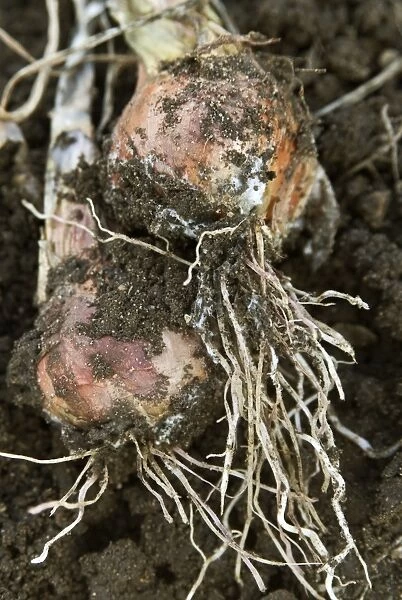 Shallots damaged by onion white rot, close-up