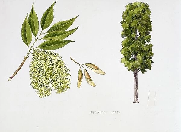 Shamel Ash or Tropical Ash (Fraxinus uhdei), plant wit flower, foliage and achene, illustration