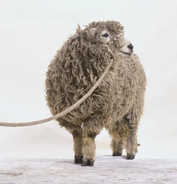 Sheep on a leash, looking away