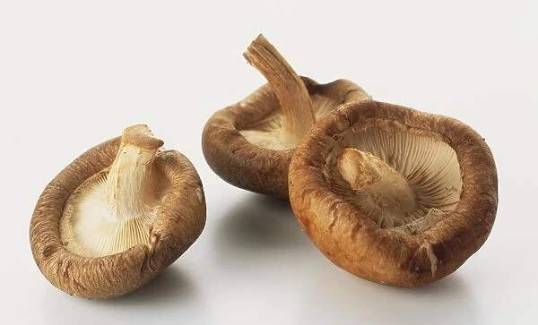 Three shiitake mushrooms, close up